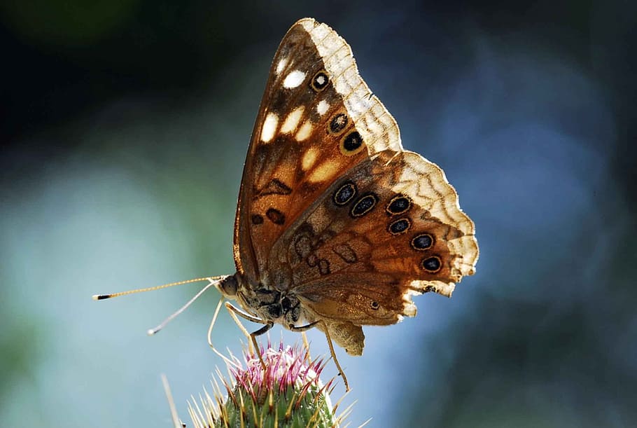 emperor butterfly, hackberry, insect, nature, macro, wildlife HD wallpaper