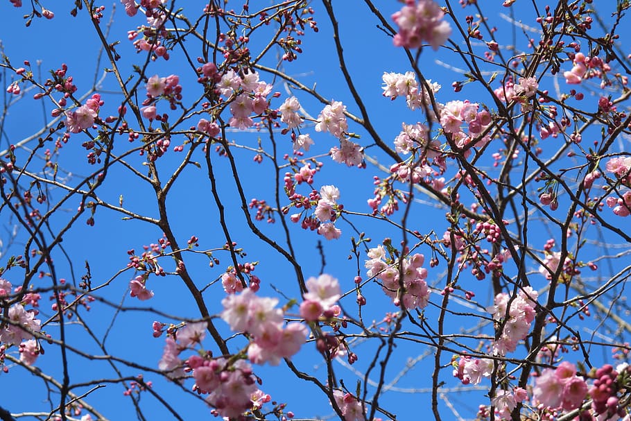 spring, pink, sky, flowers, flowering plant, fragility, tree HD wallpaper