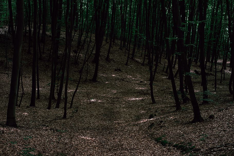 Dark forest, nature, tree, woodland, outdoors, landscape, scenics HD wallpaper