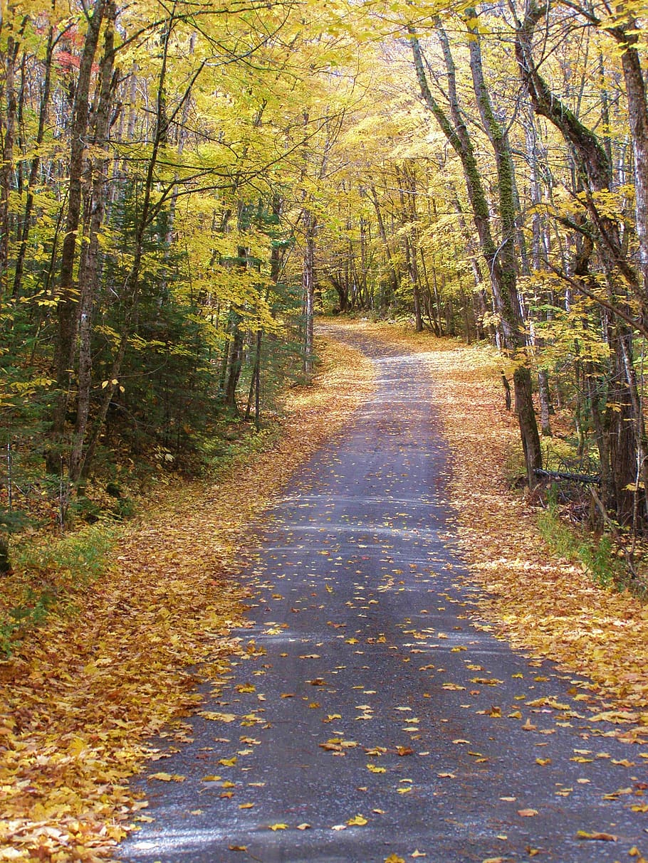 country, road, fall, landscape, wilderness, scenery, natural HD wallpaper
