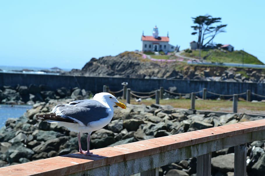 crescent, city, lighthouse, seagull, animal themes, bird, animal wildlife HD wallpaper