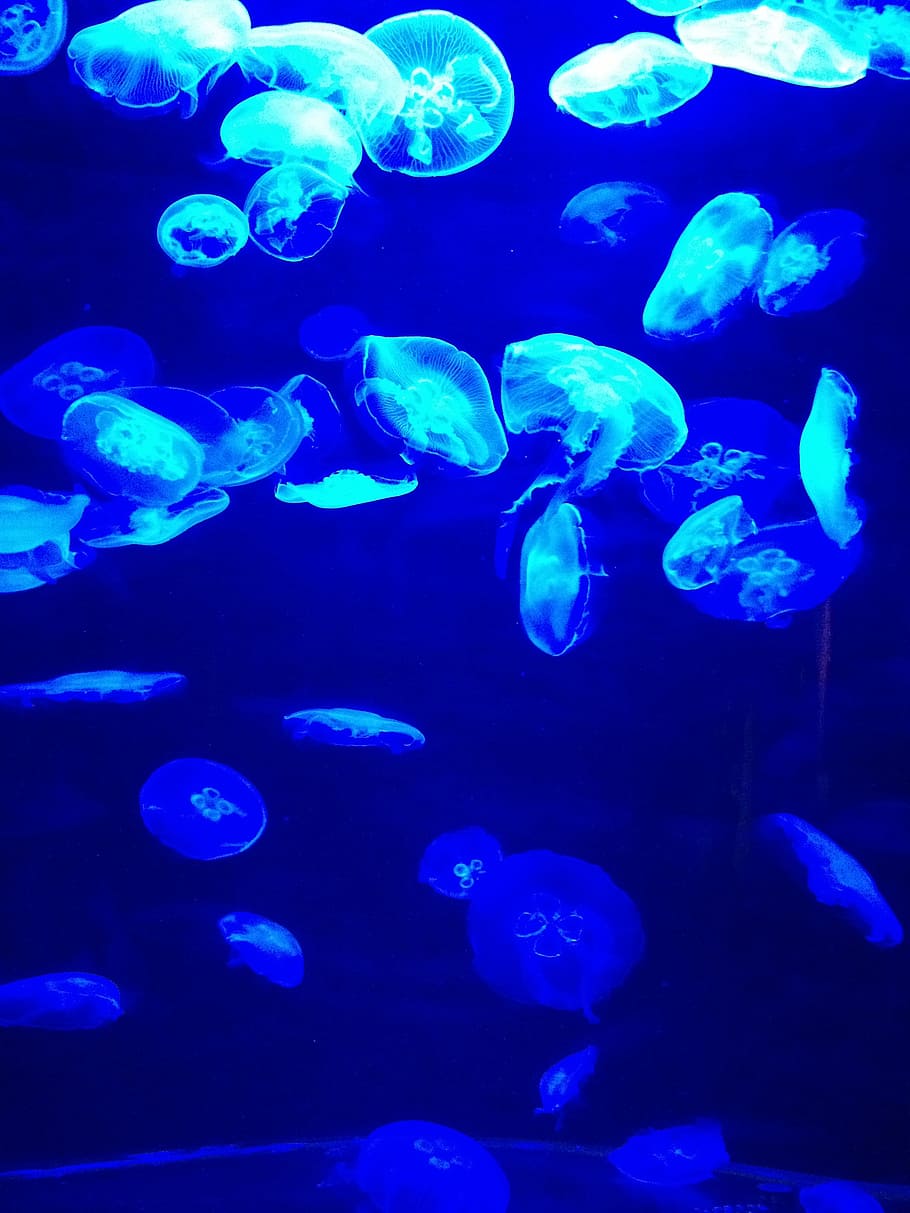 blue, jellyfish, water, sea, marine, ocean, underwater, life