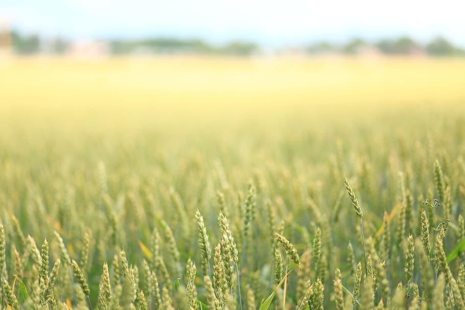 macro photography of wheat plant during daytime, landscape HD wallpaper