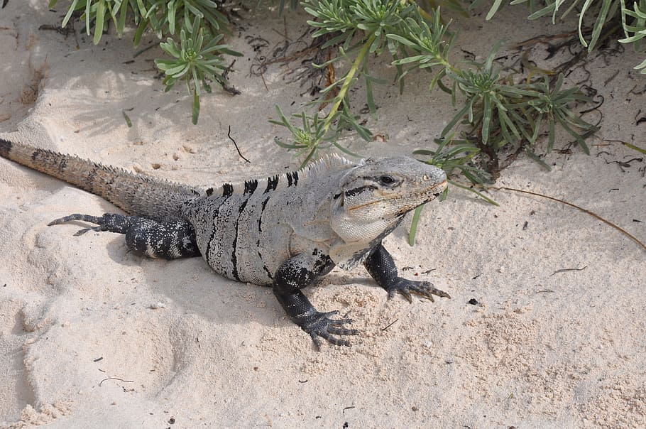 Nature, Animals, Beach, Lizard, animals in the wild, one animal HD wallpaper