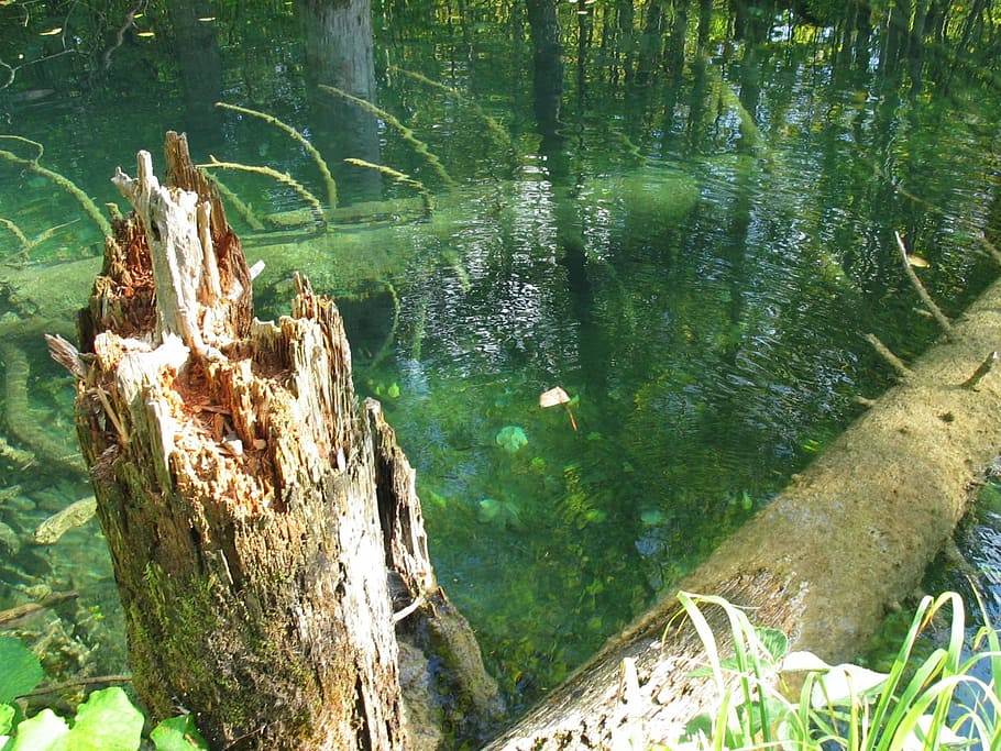 broken tree, water, konar, trunk, a tree in the water, plant HD wallpaper
