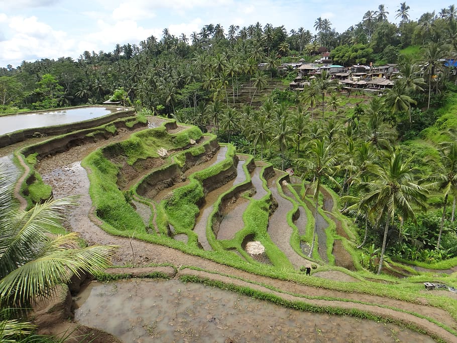 bali, rice, terrace, travels race, green, indonesia, holiday, HD wallpaper