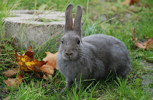 grey rabbit on green grasses, field, gray, nature, leaf, animal HD wallpaper