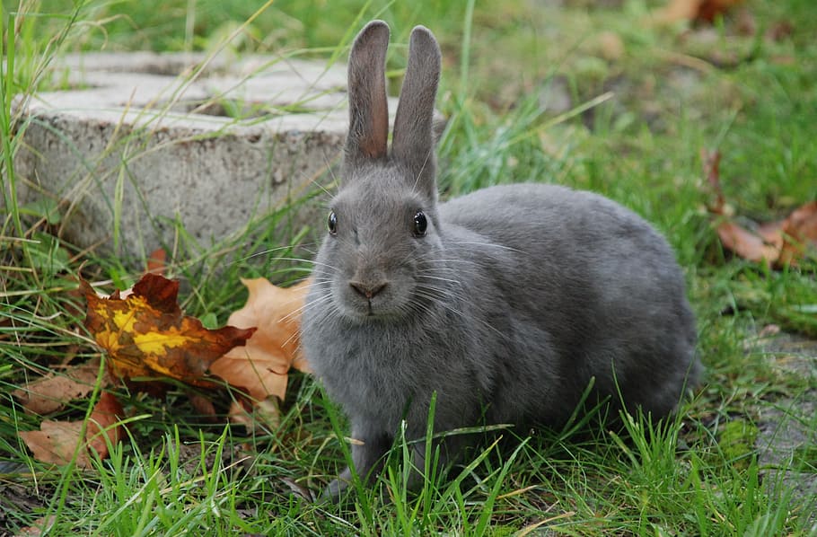 grey rabbit on green grasses, field, gray, nature, leaf, animal HD wallpaper