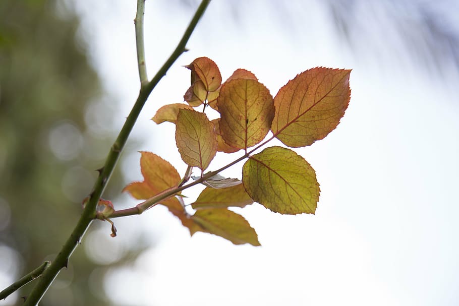 leaves, leaf, nature, green, rose leaves, plant part, autumn HD wallpaper