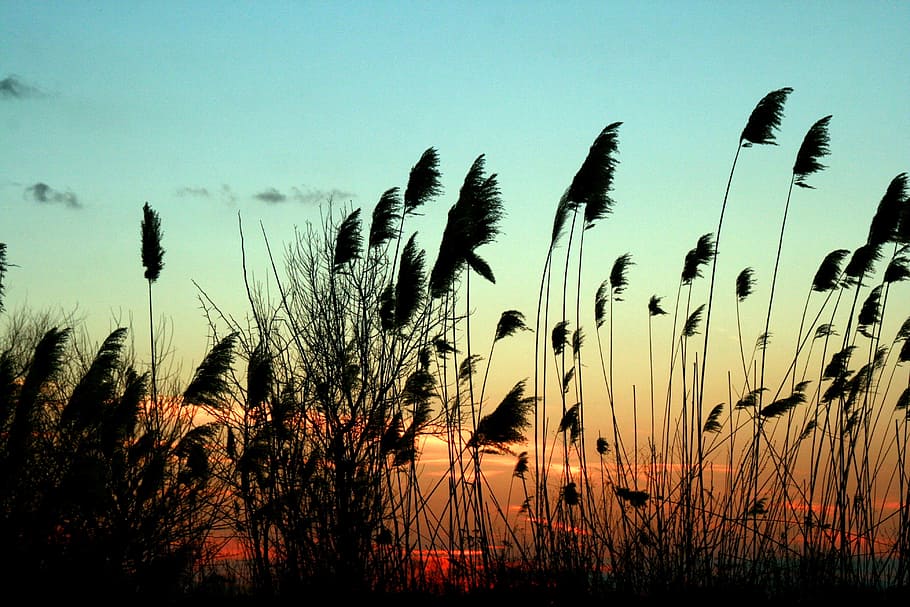 silhouette photography of plants, Reed, Sunset, Wind, sky, red HD wallpaper