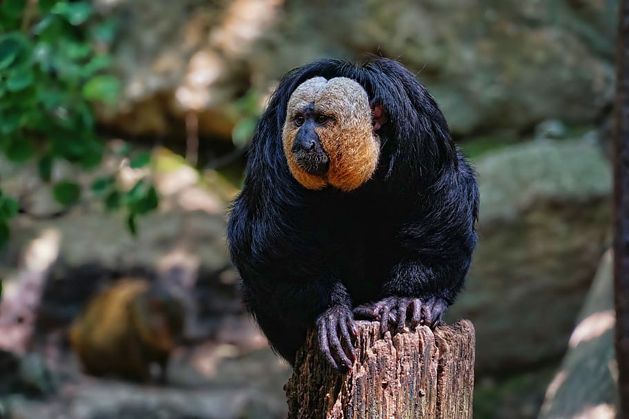 black and brown primate on wood log during daytime, nature, animal