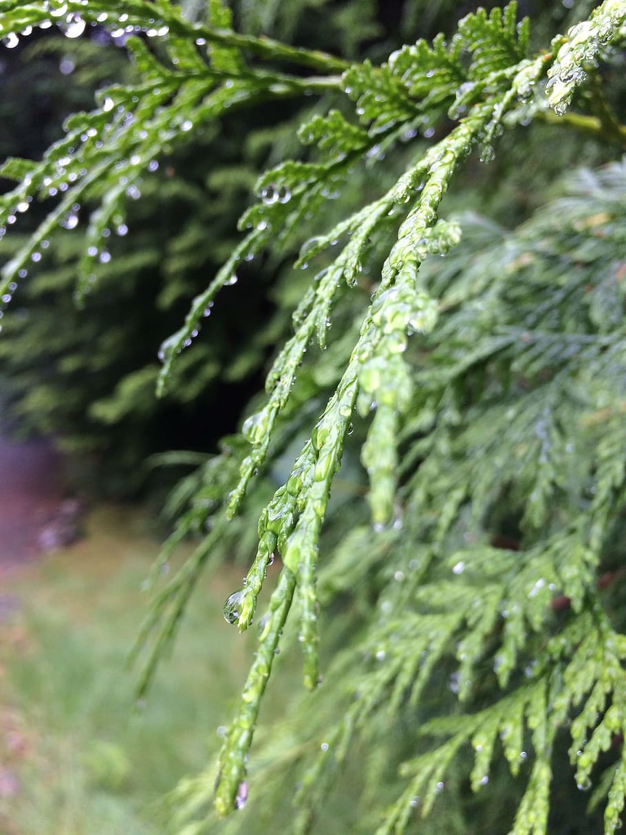 green, forest, rain, nature, natural, environment, landscape HD wallpaper