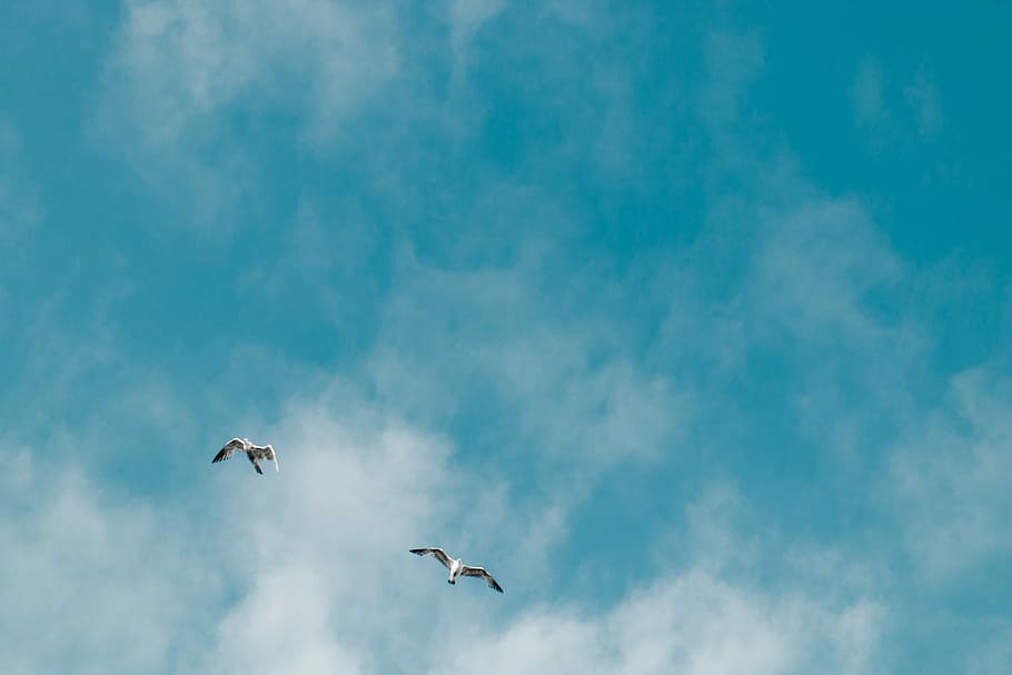 two white birds flying, sky, flight, wing, cloud - sky, animal themes HD wallpaper