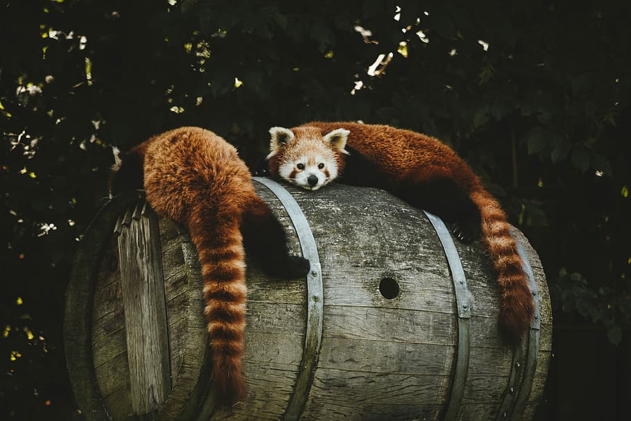 two brown animals lying on brown wooden wine barrel during daytime, two brown animals laying in grey wooden barrel HD wallpaper