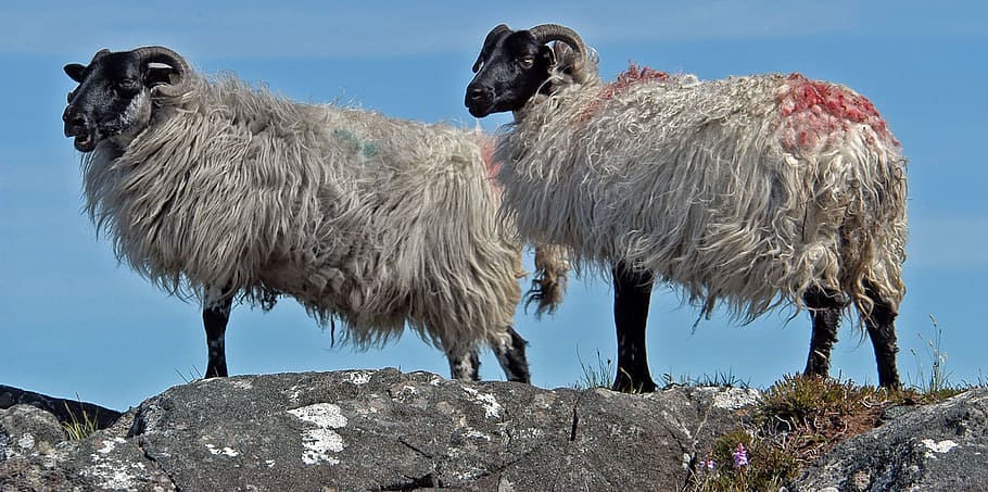 Sheep, Ireland, animal wildlife, animals in the wild, bird HD wallpaper