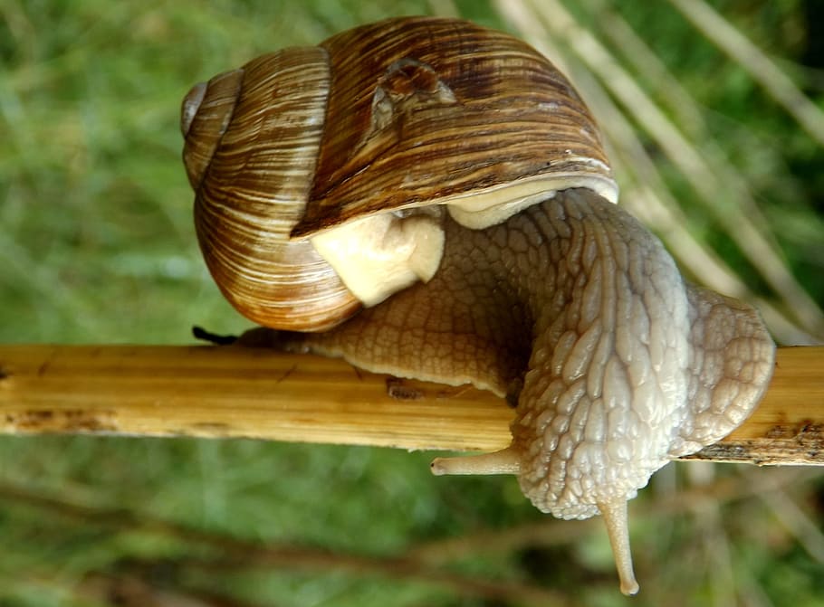 Snail, Casey, Shell, Horns, animal themes, animal shell, one animal HD wallpaper