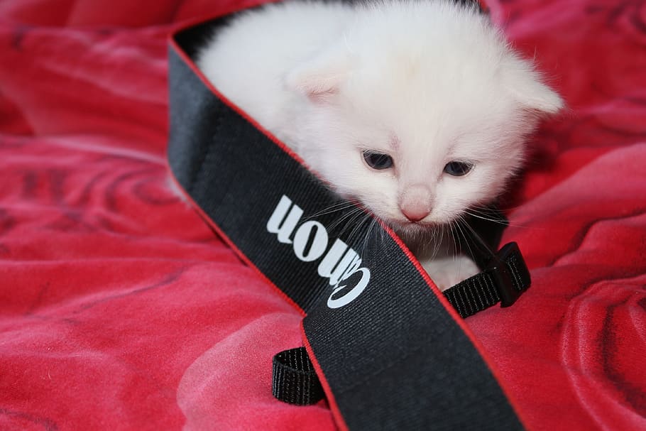 cat, white, each, domestic, pets, mammal, animal, animal themes HD wallpaper
