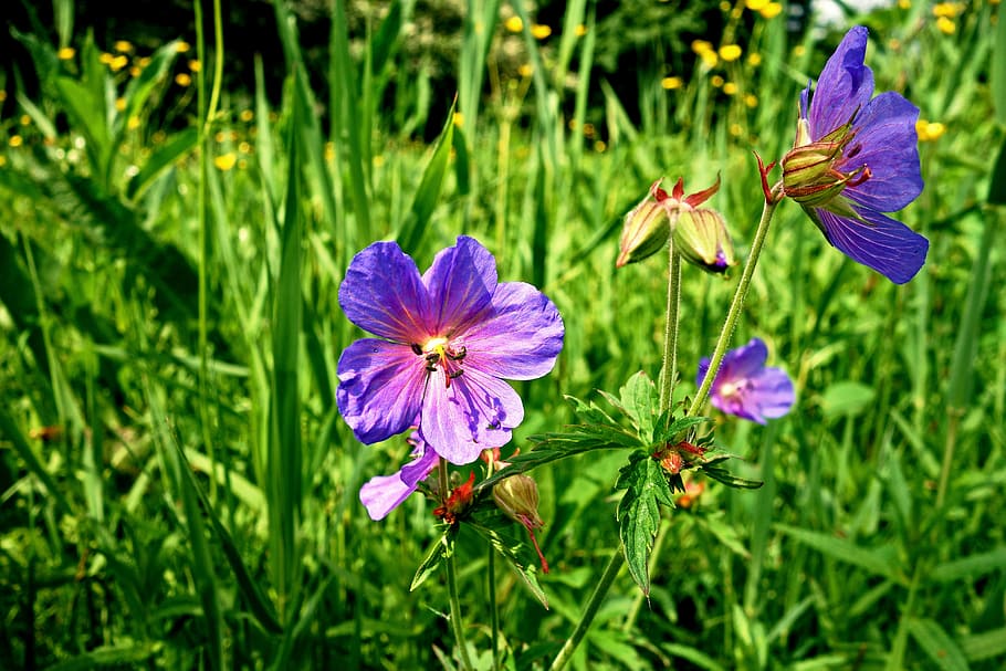 tilt shift photography of purple flowers, meadow cranesbill, meadow geranium, HD wallpaper