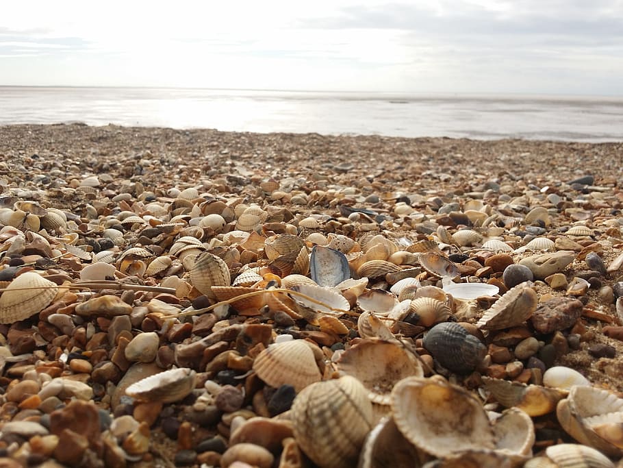 Shells, Beach, Sea Shell, Coast, pebble, horizon over water HD wallpaper