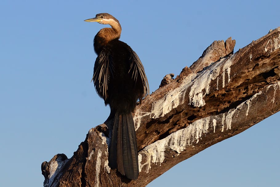 botswana, chobe, darter, bird, low angle view, one animal, sky HD wallpaper