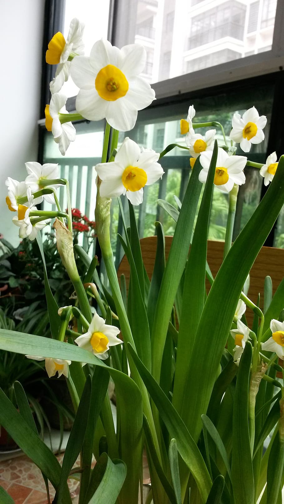 narcissus, flower, daffodil, bouquet, tulip, nature, plant HD wallpaper