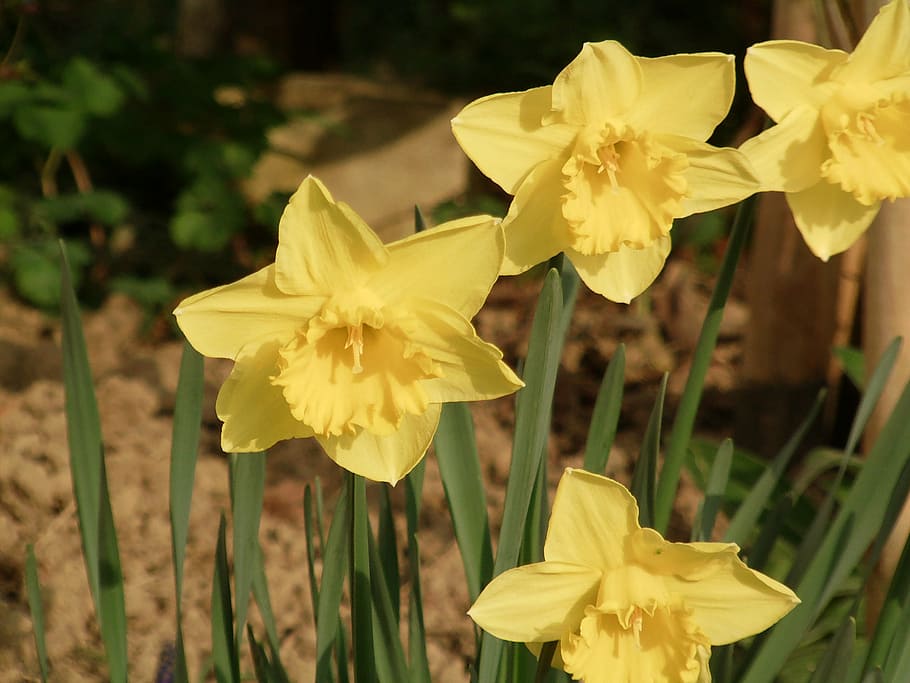 osterglocken, daffodils, spring, yellow, flower, nature, plant, HD wallpaper