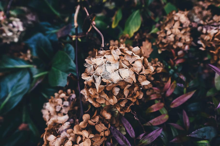 bloom, blossom, close-up, flora, flowers, leaves, nature, plants HD wallpaper