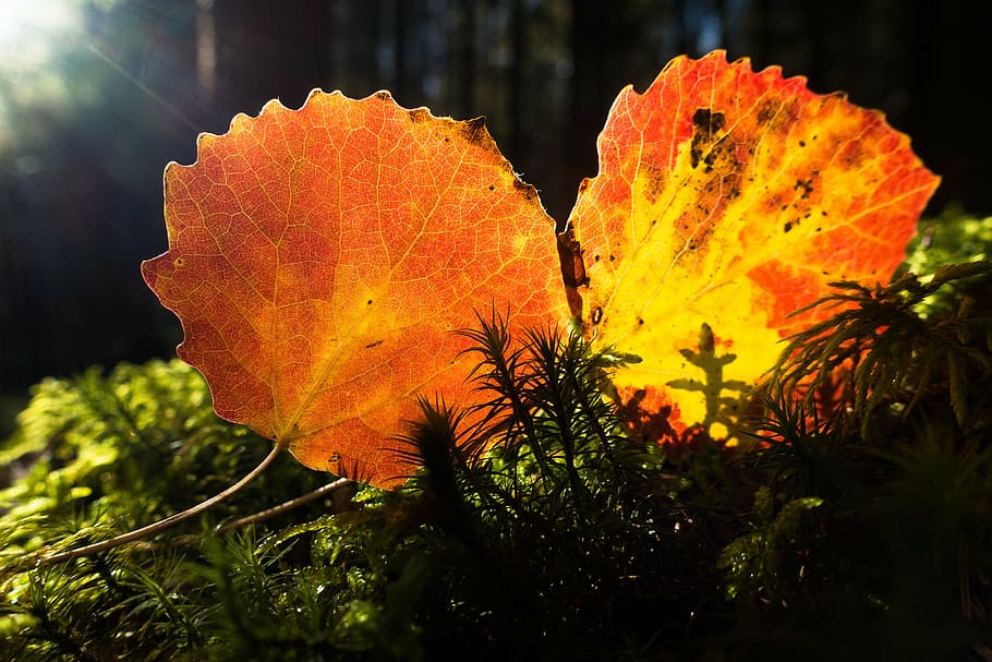 leaf, alder, colorful, yellow, orange, autumn, light, moss