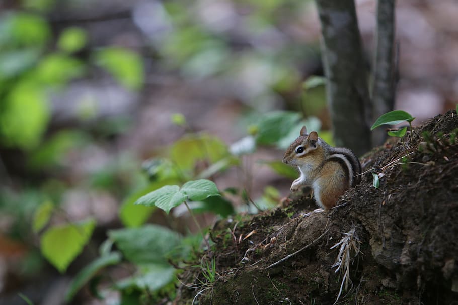 nature, tree, chipmunk, woods, plant, animal themes, animals in the wild HD wallpaper