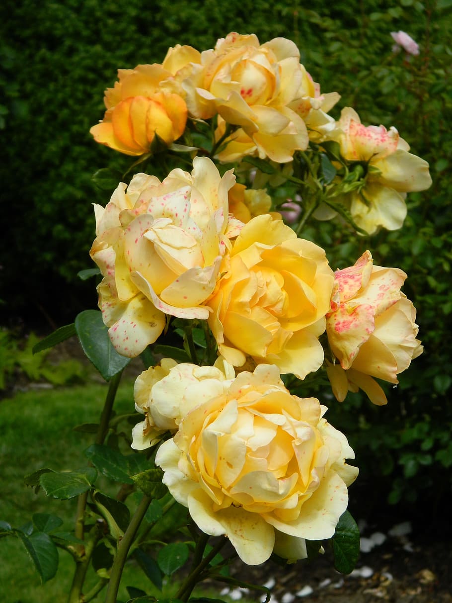 yellow, rose, flower, flowering plant, beauty in nature, vulnerability HD wallpaper