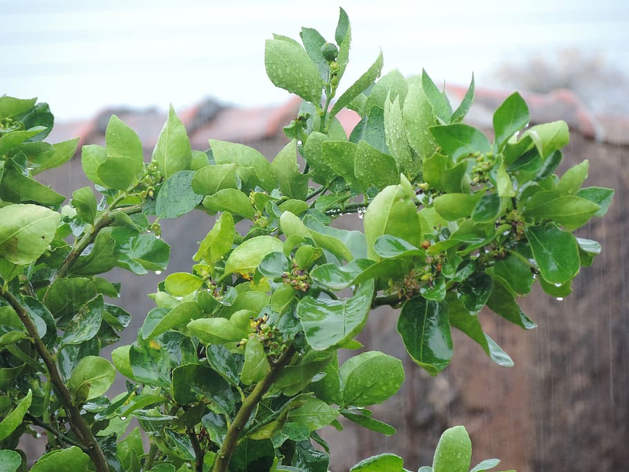 lemon tree, flying, rain, wet tree, leaf, growth, plant part HD wallpaper