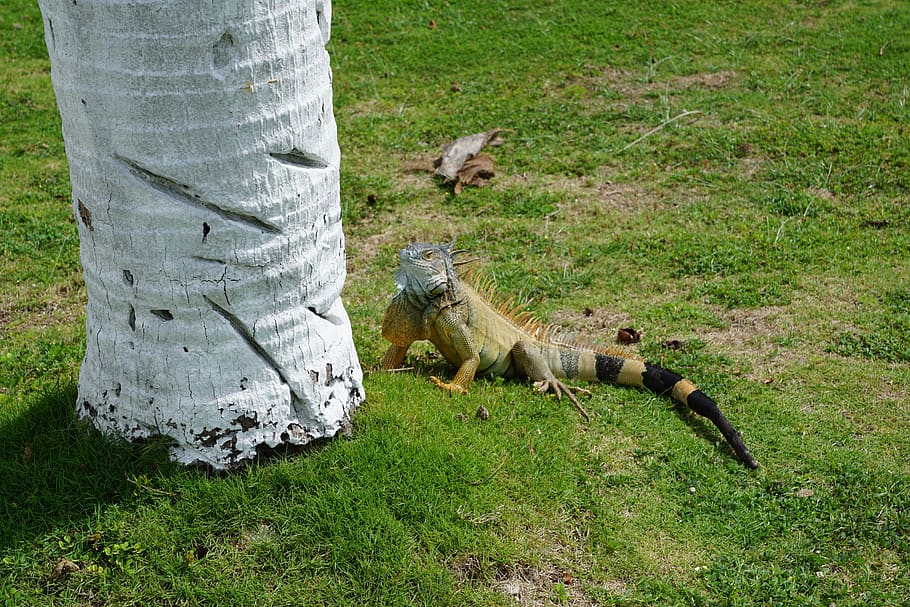 iguana, green, palm, mammal, animal wildlife, grass, animals in the wild HD wallpaper