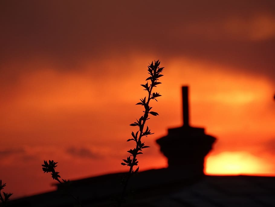 Sunset, Plants, Orange, sky, red, in the evening, cloud, silhouette HD wallpaper