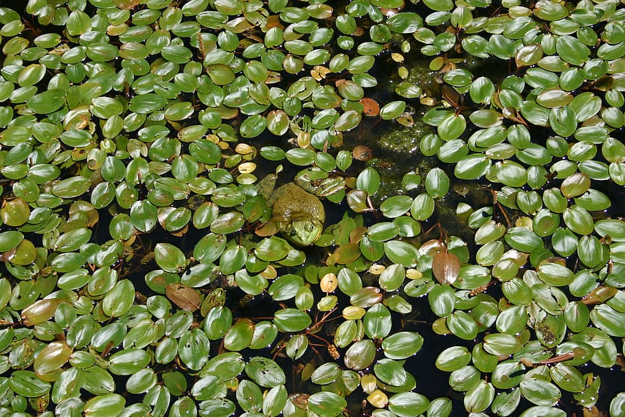 bullfrog, pond, lake, green, nature, water, animal, aquatic, HD wallpaper