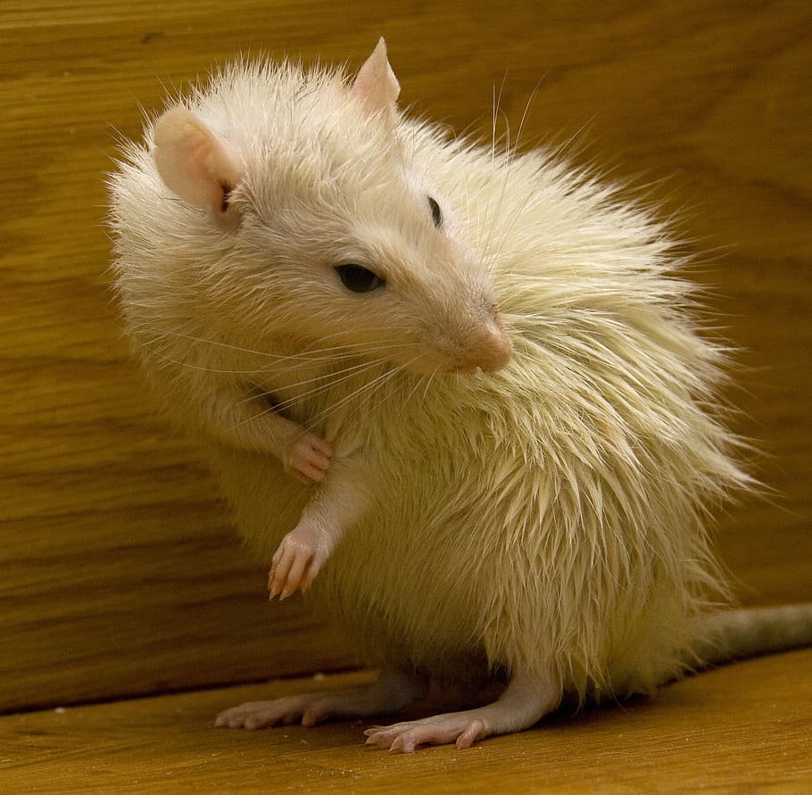 closeup photo of white mouse on brown surface, rat, animals HD wallpaper