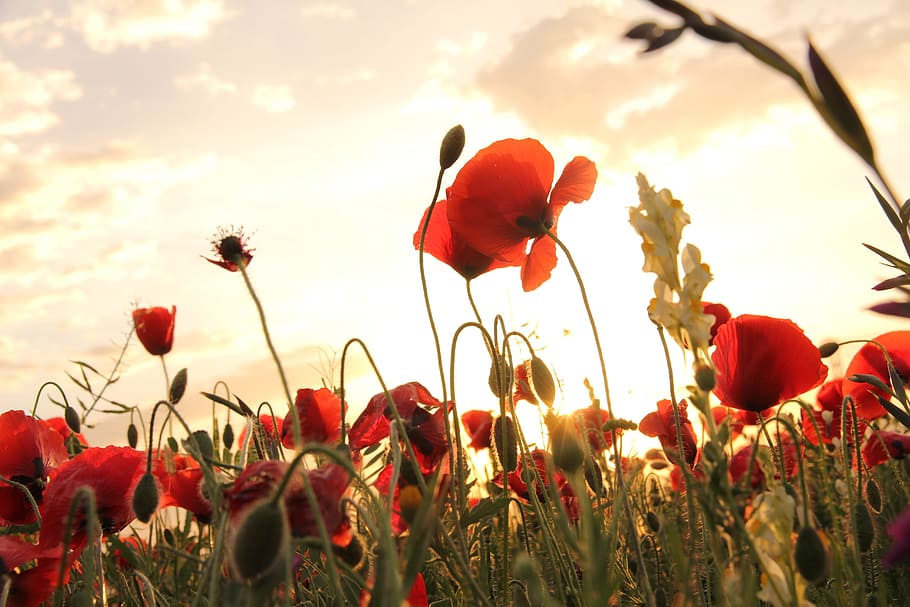 poppies, sunset, field, flower, plant, flowering plant, sky HD wallpaper