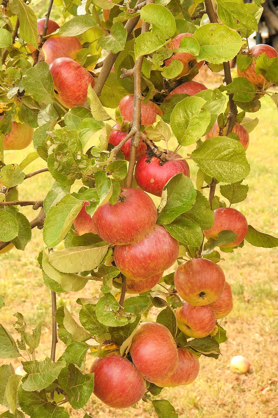 apple, apple tree, branch, ripe, kernobstgewaechs, fruits, food and drink HD wallpaper