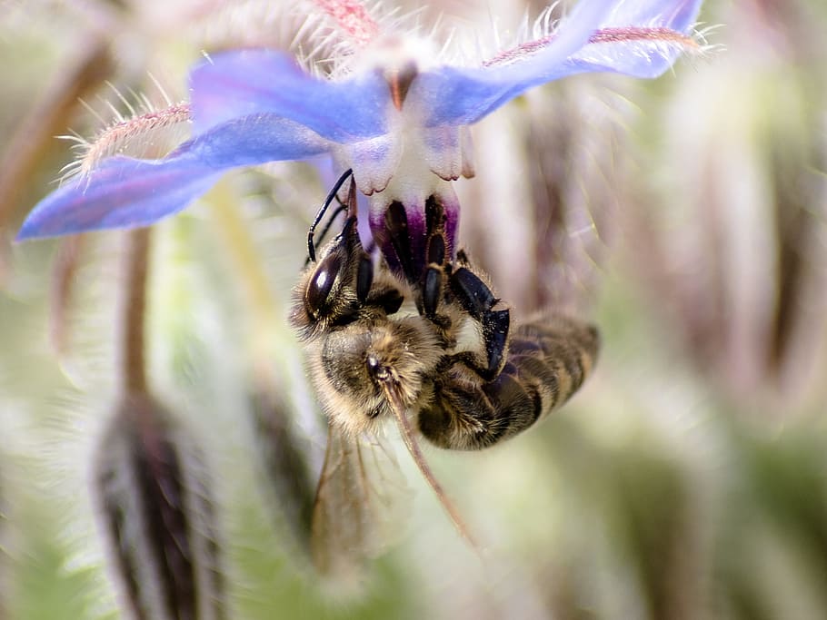 Bee, Close, Insect, Flower, one animal, nature, animals in the wild HD wallpaper