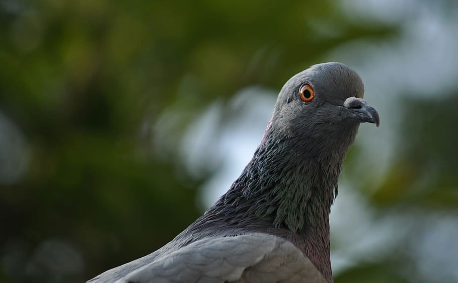 Pigeon, Eye, Bird, Fly, Wings, Feather, wildlife, beak, dom HD wallpaper