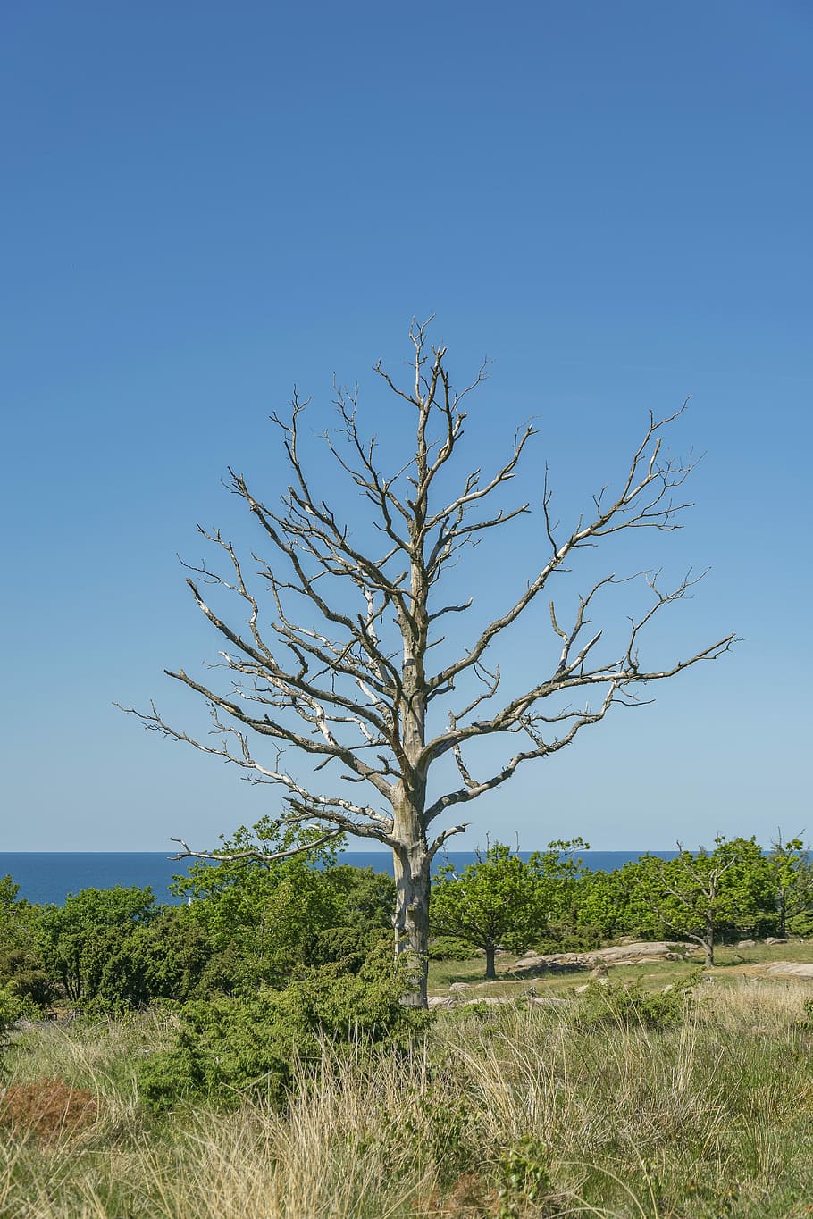 nature, landscape, tree, sky, dry, branches, plant, tranquility HD wallpaper