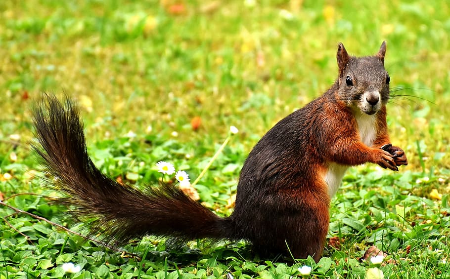 brown squirrel standing on green grass, nager, garden, cute, rodent