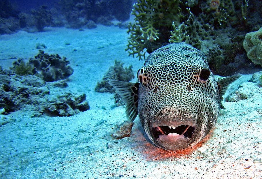 black and gray fish near corals, diving, underwater, puffer fish HD wallpaper