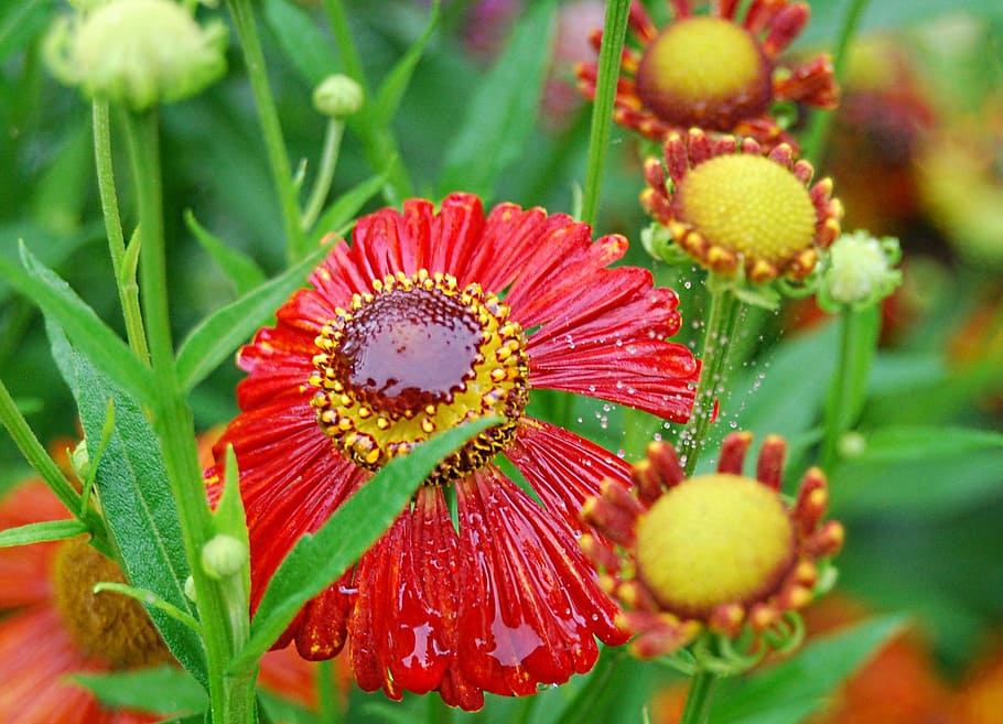 flower, rain, raindrop, mirror, wet, mirroring, water, red HD wallpaper