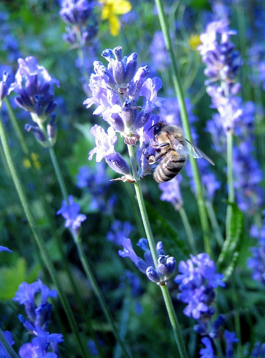 bee, lavender, macro, flower, summer, purple, plant, flowers HD wallpaper