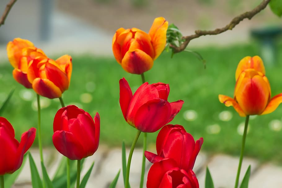 nature, flower, plant, leaf, tulip, red, flowering plant, beauty in nature HD wallpaper