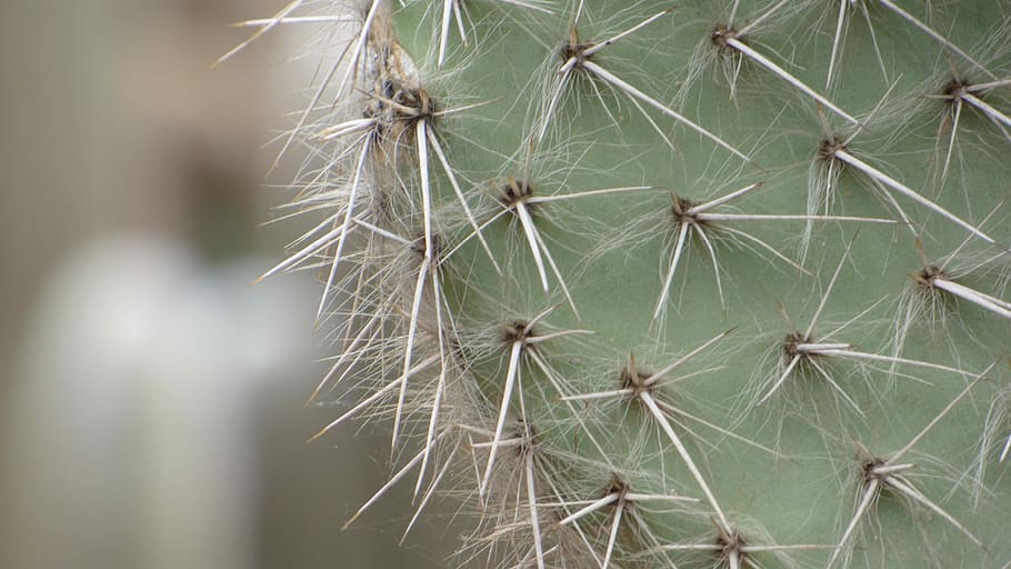 Cactus, Macro, Flower, Botany, Quills, nature, close-up, needle - plant part HD wallpaper