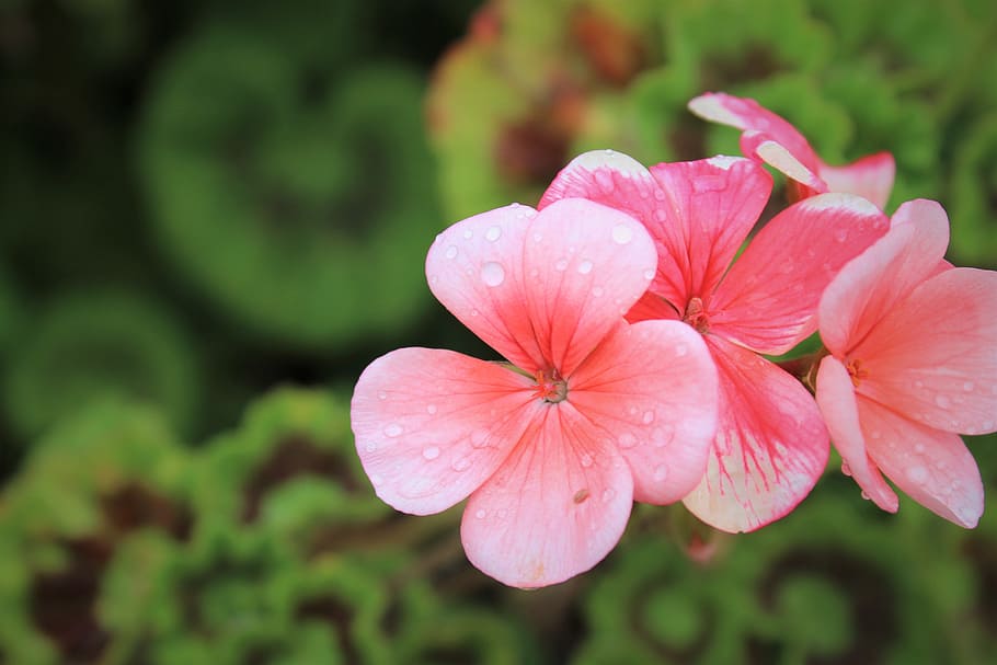 Geranium, Nature, Flora, Pretty, glower, pink, blossom, flower HD wallpaper