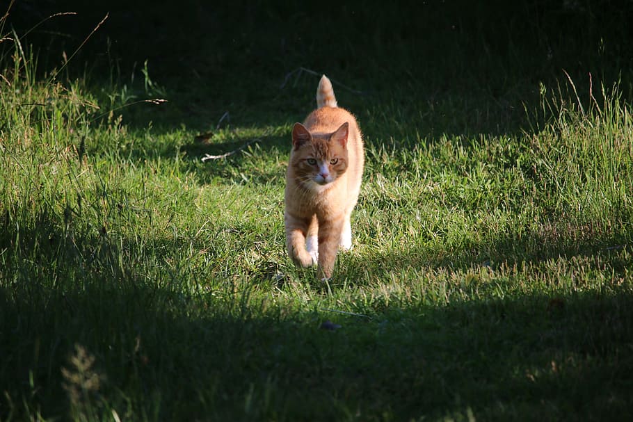 Cat, Garden, Pet, domestic animals, animal themes, grass, one animal HD wallpaper