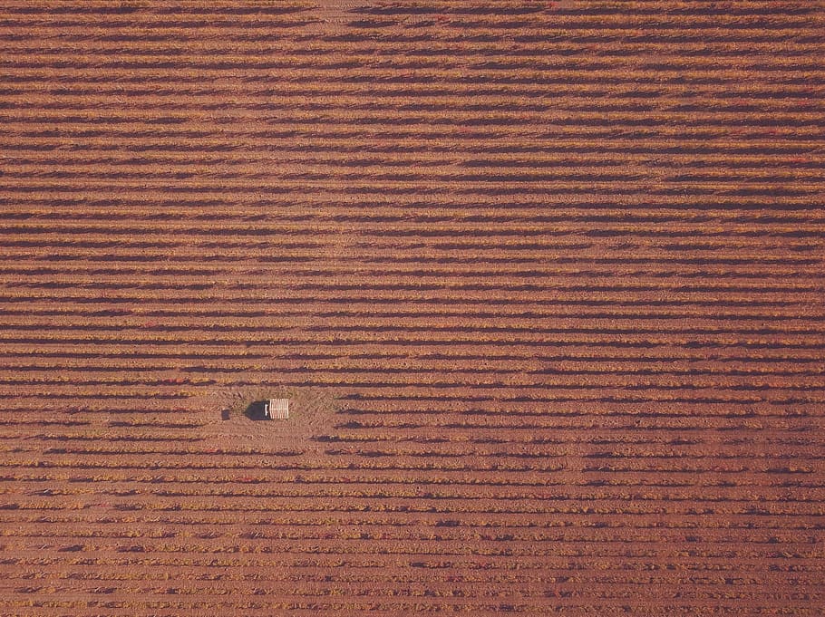closeup photo of concrete wall, untitled, field, brown, crops HD wallpaper