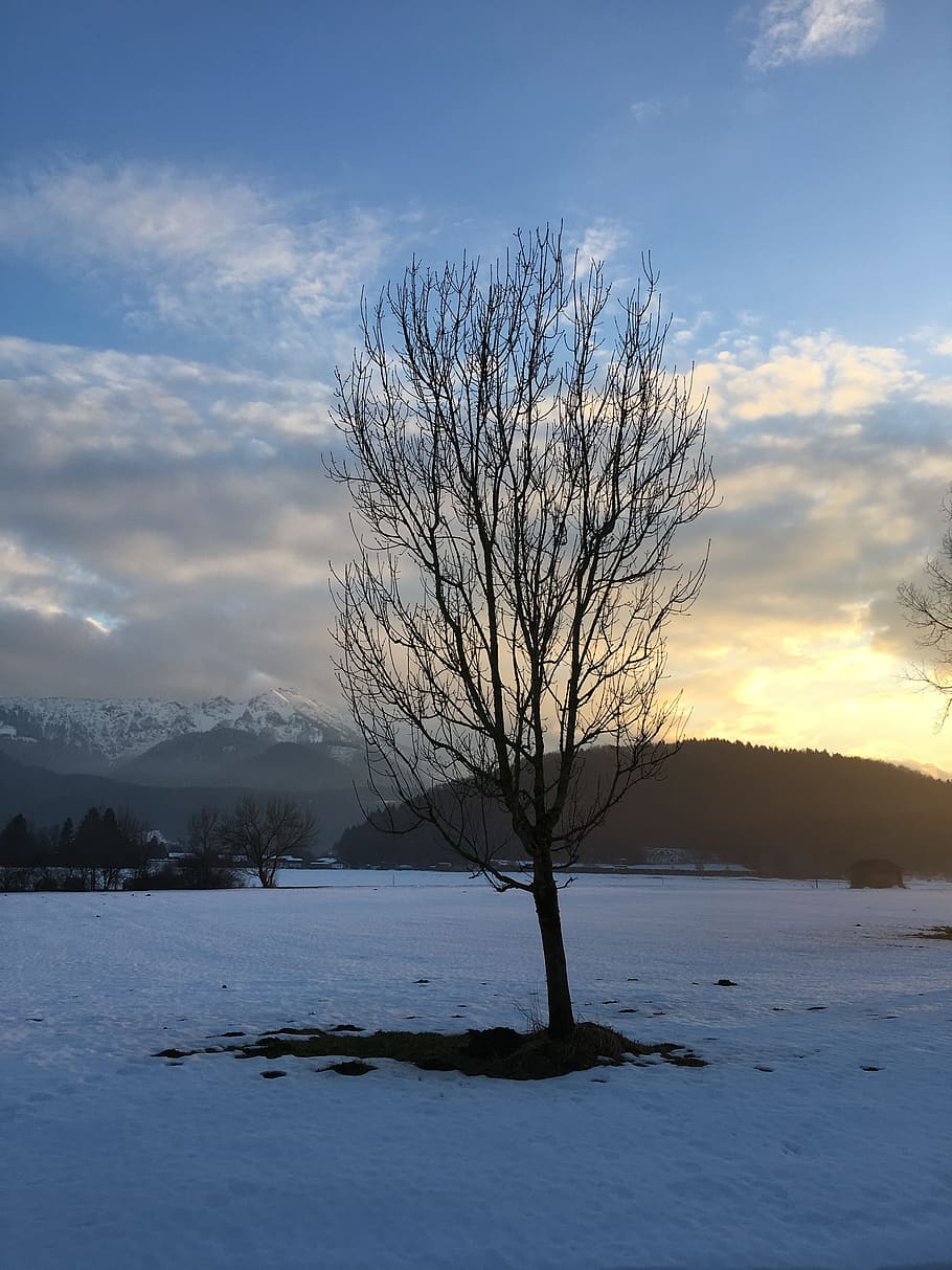 bavaria, mountains, tree, nature, landscape, alpine, germany HD wallpaper